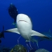 shark_reef_caribbean_bc1_jar_v_0133_cub1790.jpg